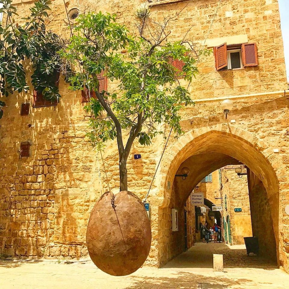 holy land II.I - the floating tree in jaffa